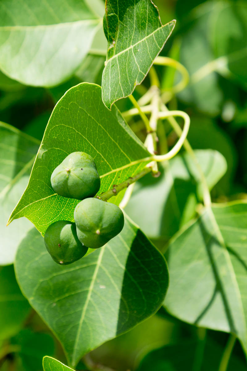 Sulpher Springs-2571