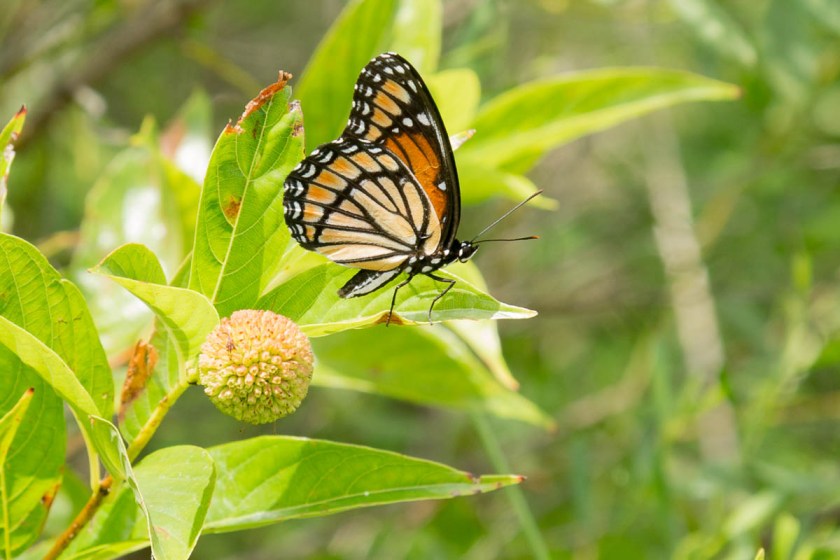 Sulpher Springs-2572