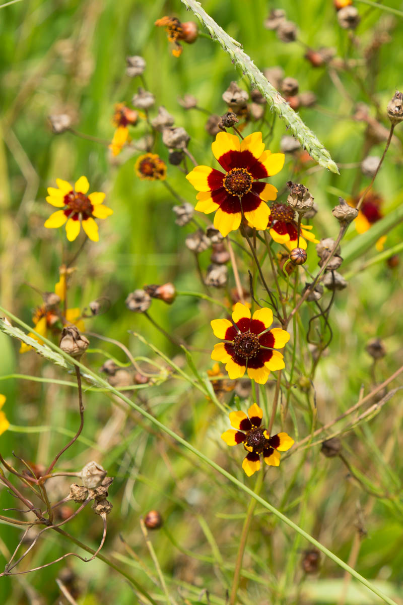 Sulpher Springs-2583