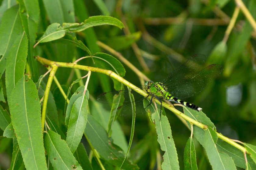 Sulpher Springs-2585