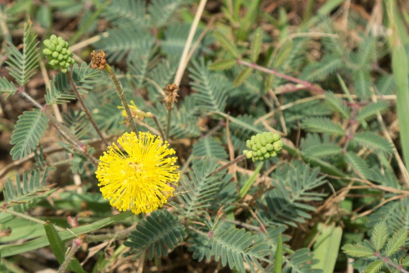 Sulpher Springs-2594