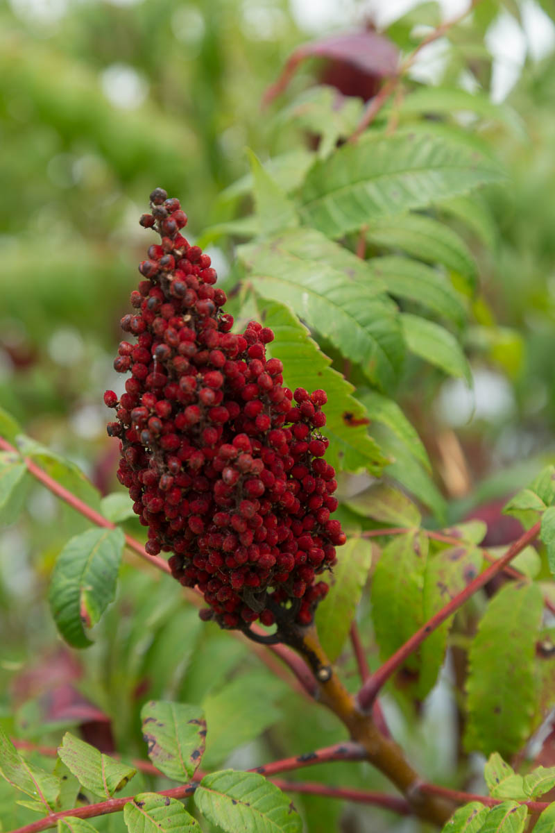 Sulpher Springs-2603