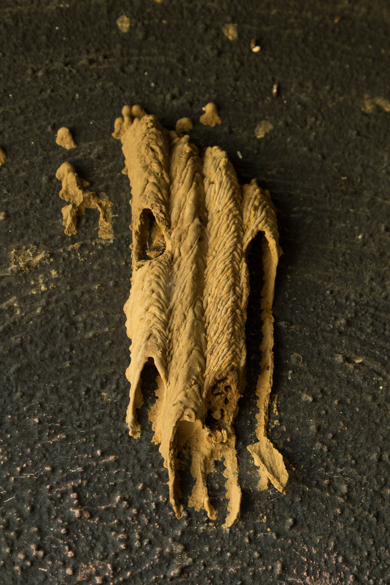 Sulpher Springs-2611