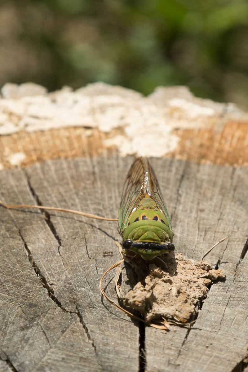 Sulpher Springs-2627