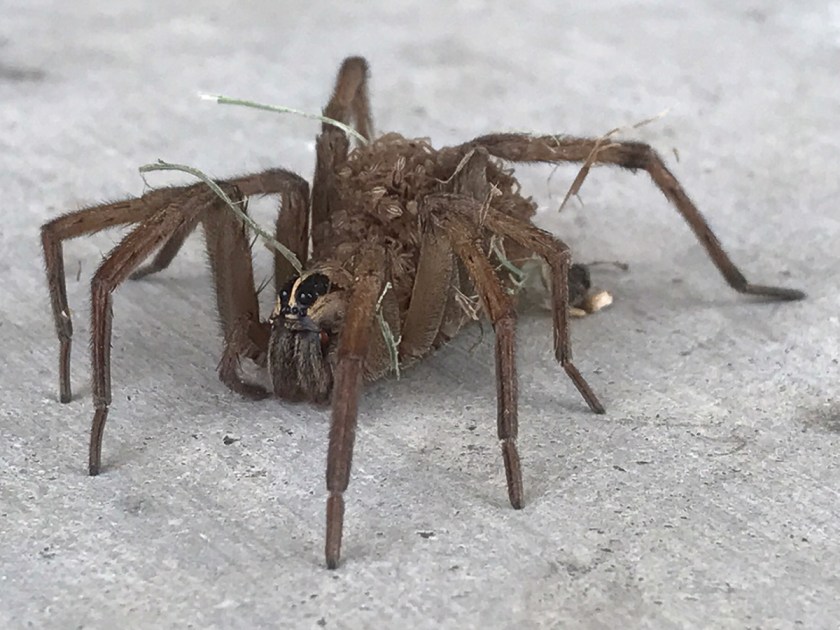 Wolf Spider-3119