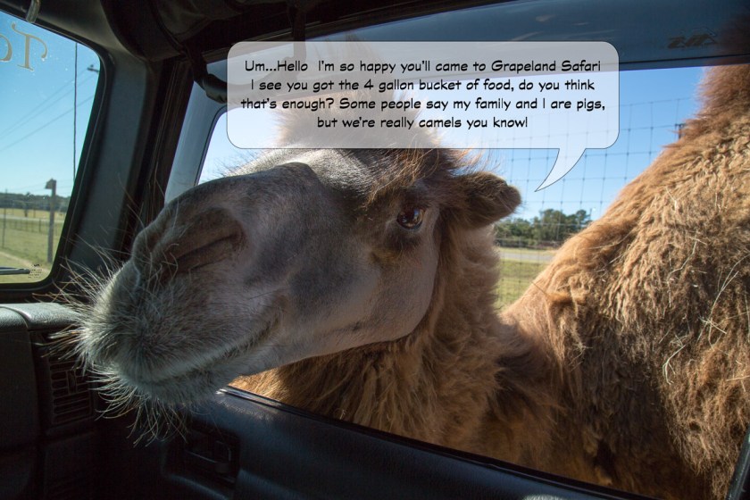 Grapeland Safari-3420-Edit