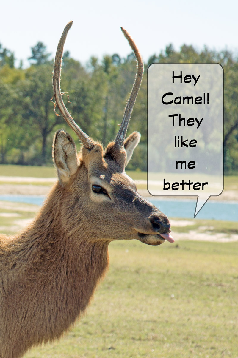 Grapeland Safari-3444-Edit