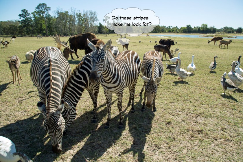 Grapeland Safari-3453-Edit