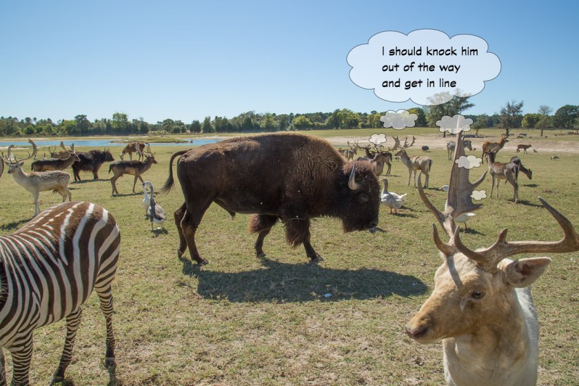 Grapeland Safari-3457-Edit