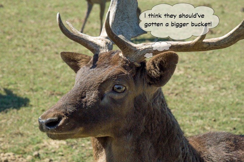 Grapeland Safari-3464-Edit