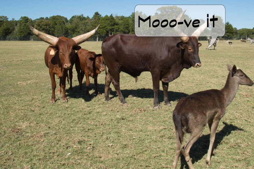 Grapeland Safari-3470-Edit