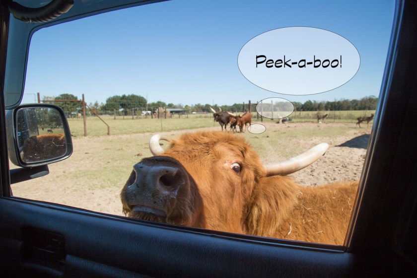 Grapeland Safari-3479-Edit