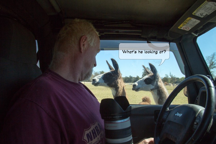 Grapeland Safari-3490-Edit