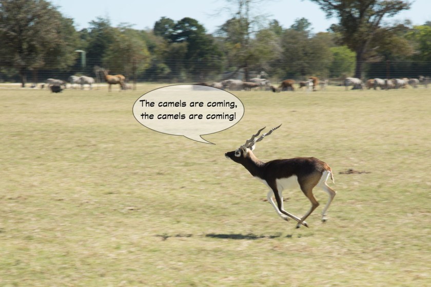 Grapeland Safari-3506-Edit