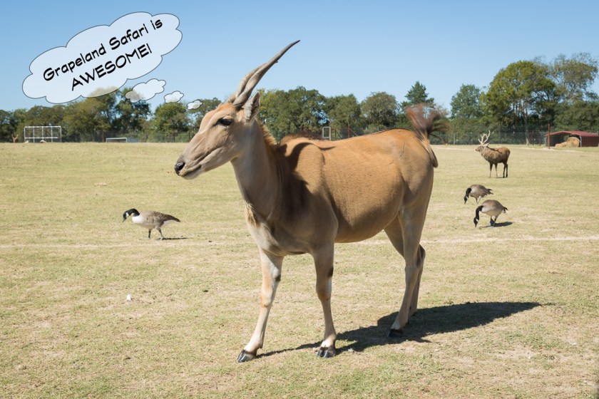 Grapeland Safari-3515-Edit