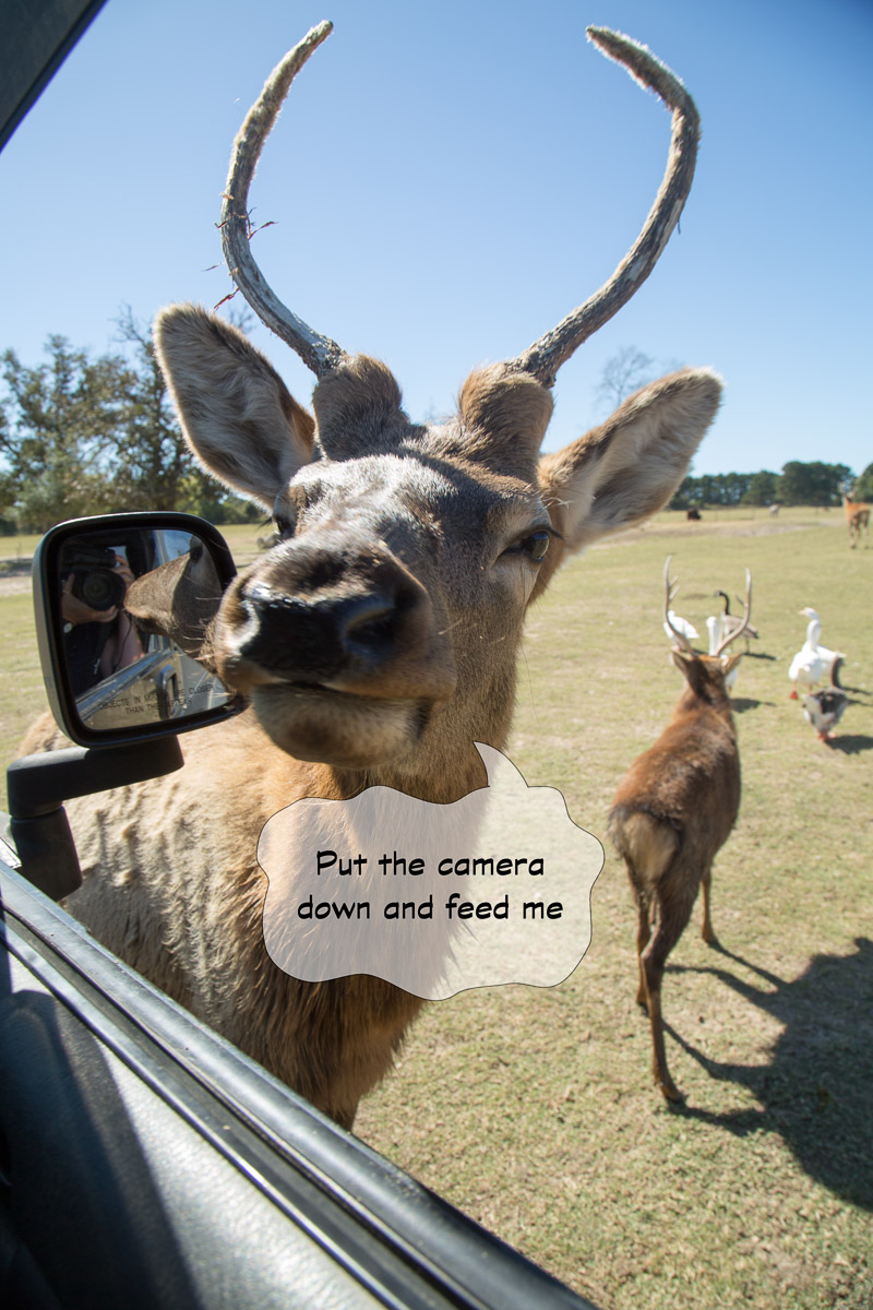 Grapeland Safari-3522-Edit