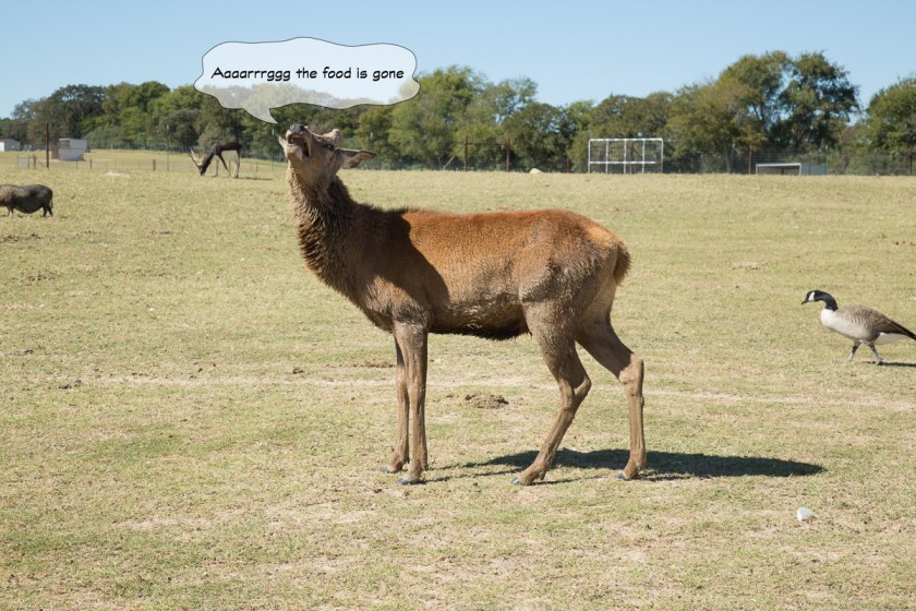 Grapeland Safari-3528-Edit