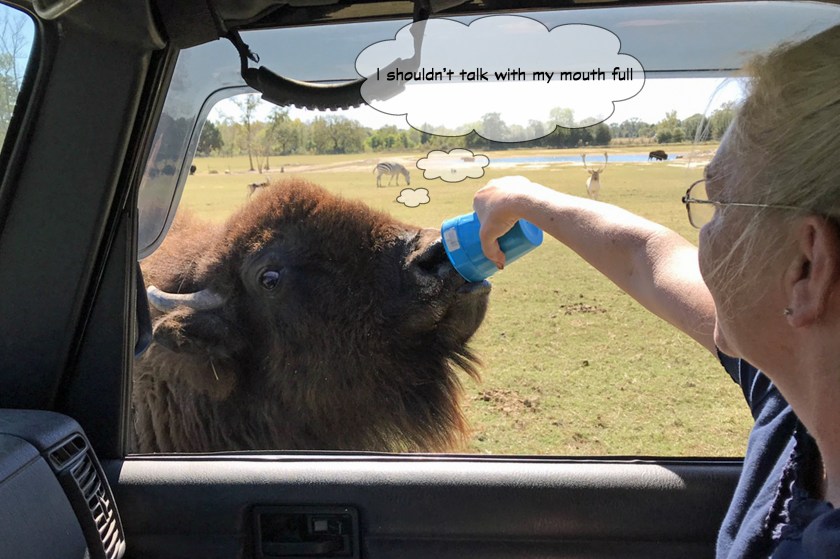 Grapeland Safari-bison