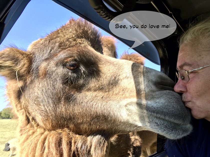 Grapeland Safari -camel love