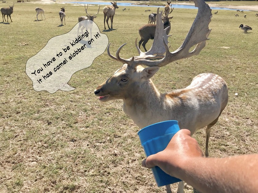 Grapeland Safari -camel slobber