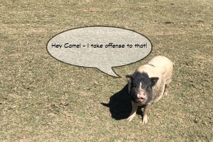 Grapeland Safari - pig