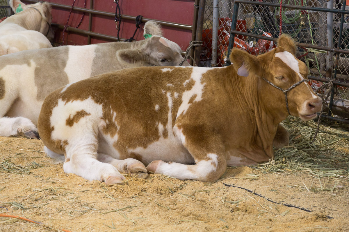 Texas State Fair-2857