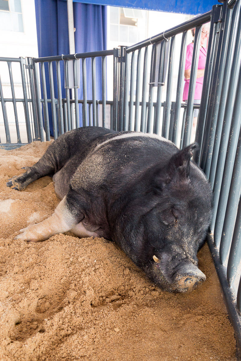 Texas State Fair-2889