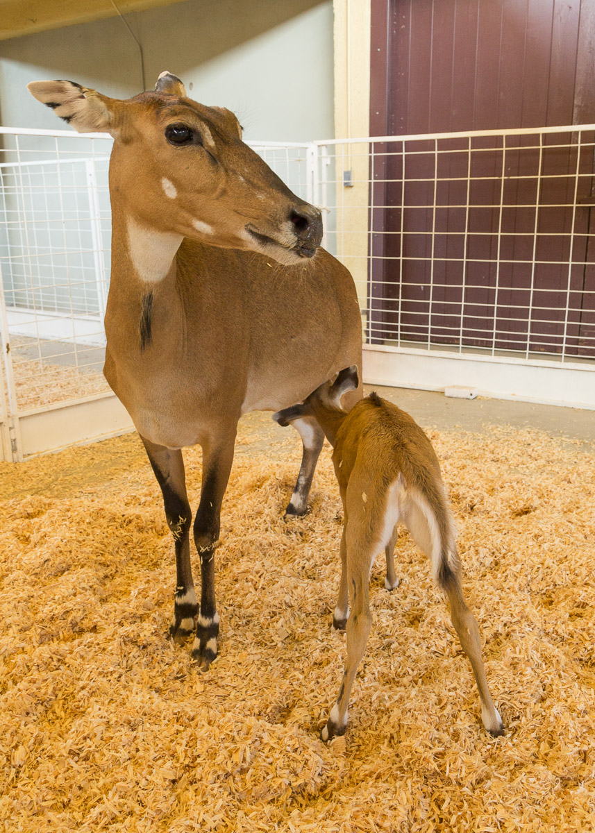 Texas State Fair-2987