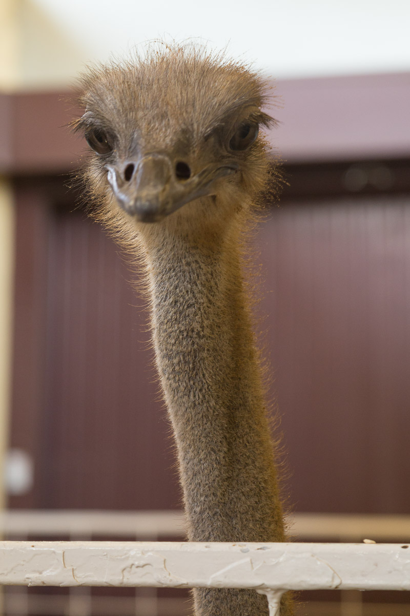 Texas State Fair-2998