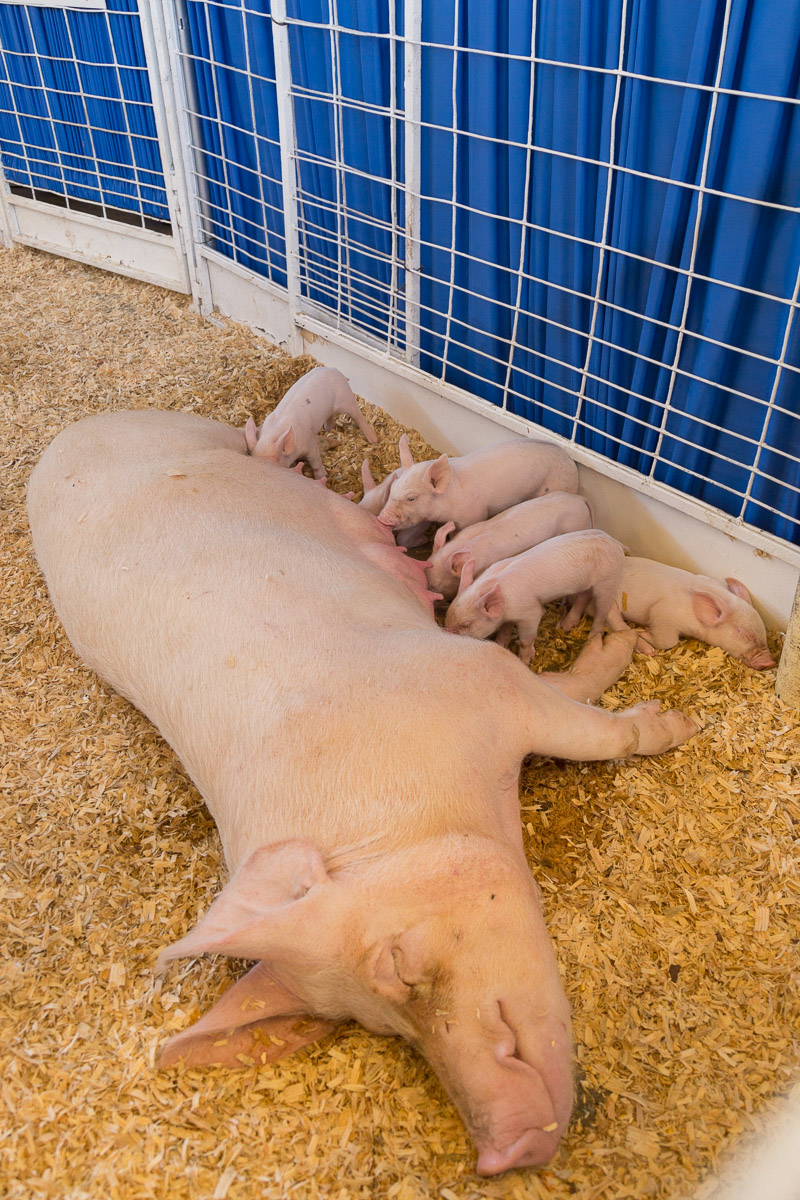 Texas State Fair-3006