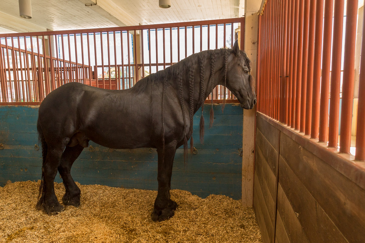 Texas State Fair-3024