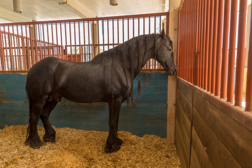 Texas State Fair-3024