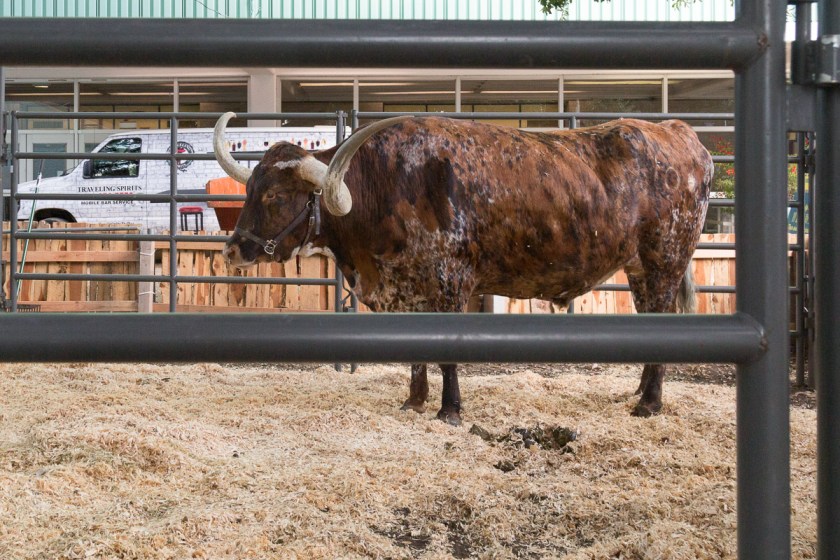 Texas State Fair-3379