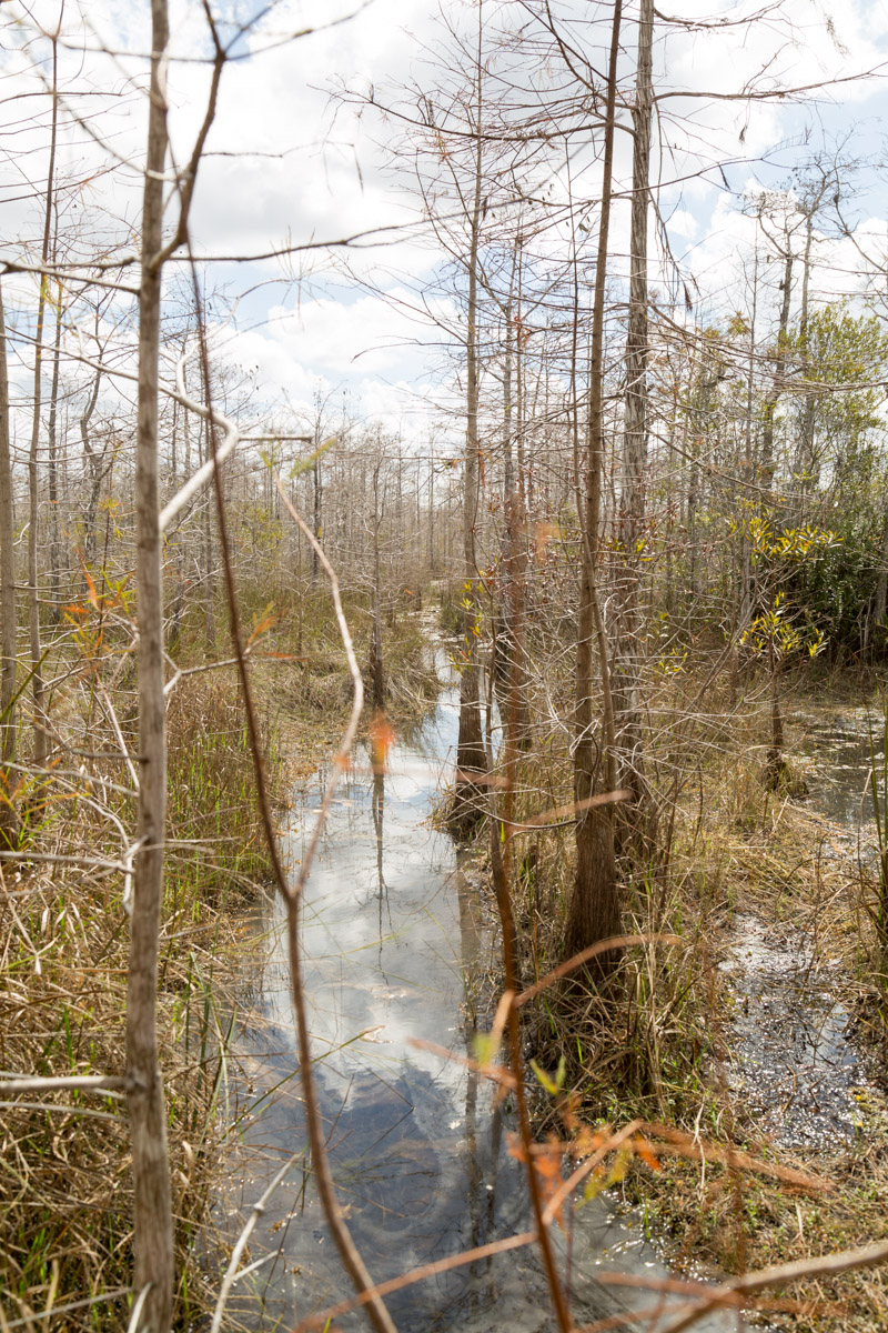 Big Cypress-4469