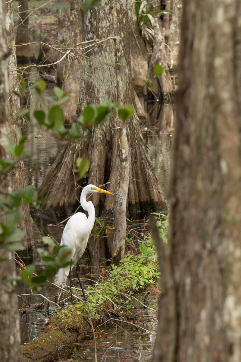 Big Cypress-4514