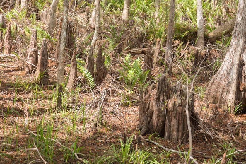 Big Cypress -5247