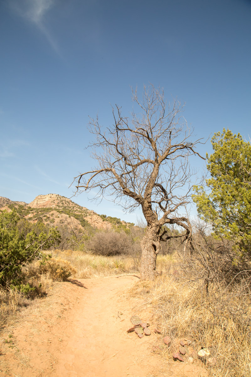 Palo Dura Canyon-6084