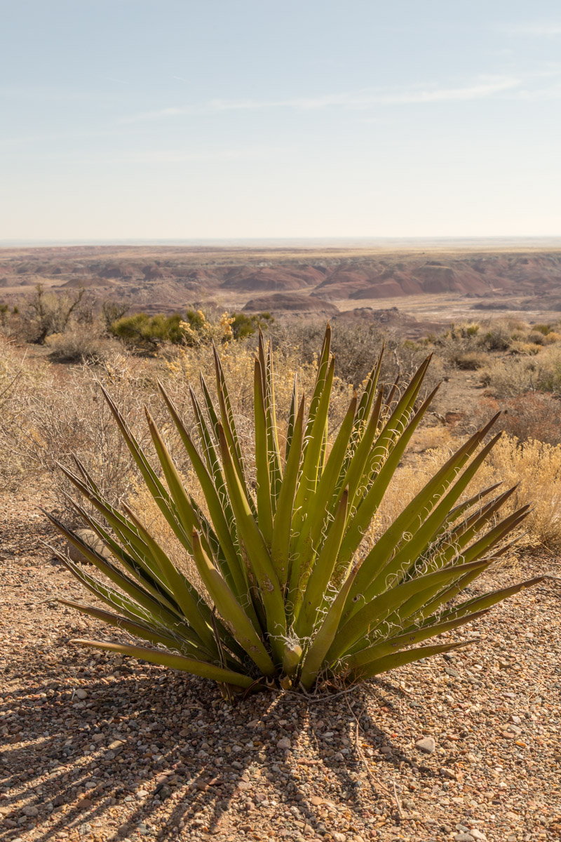 Petrified Forest NP-6178