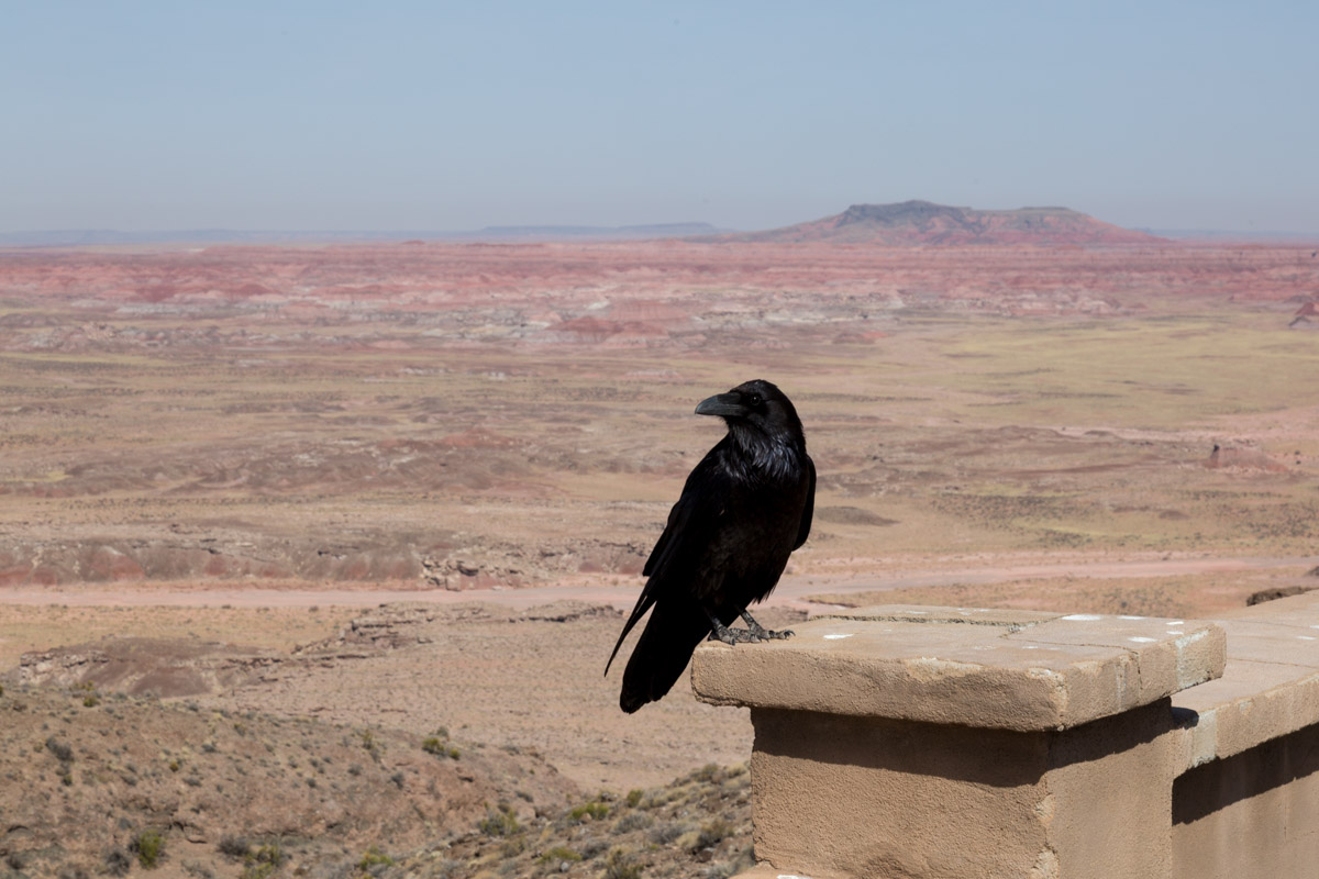 Petrified Forest NP-6191
