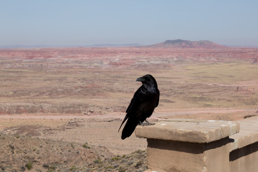 Petrified Forest NP-6191