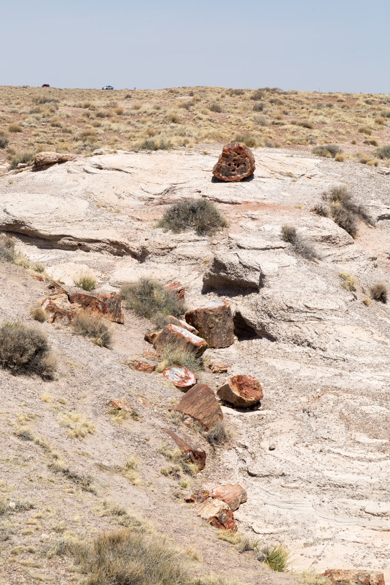 Petrified Forest NP-6227