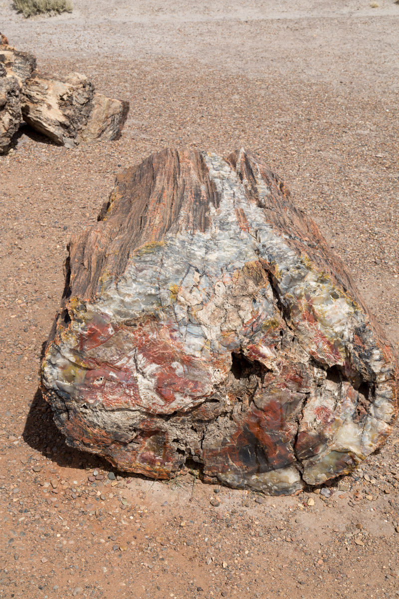 Petrified Forest NP-6234