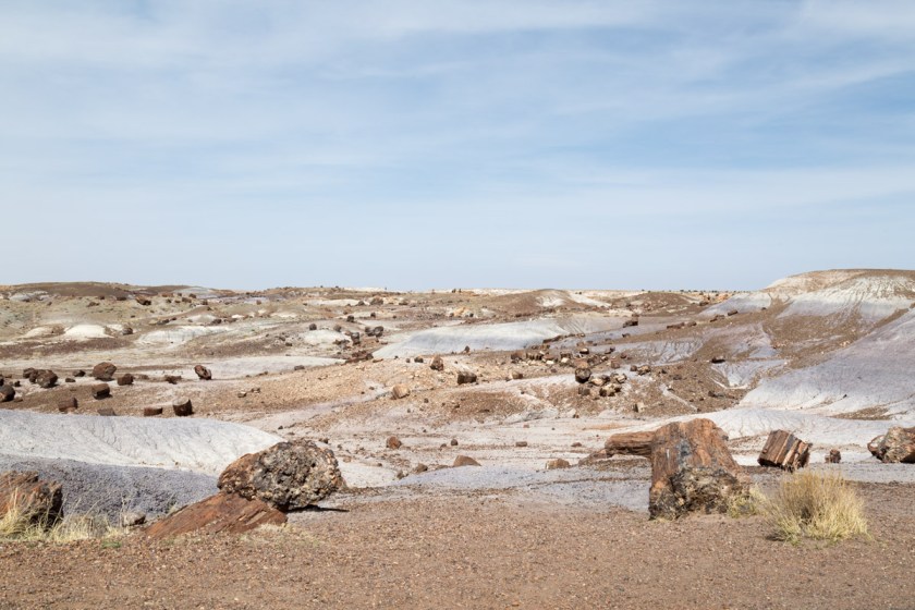 Petrified Forest NP-6235