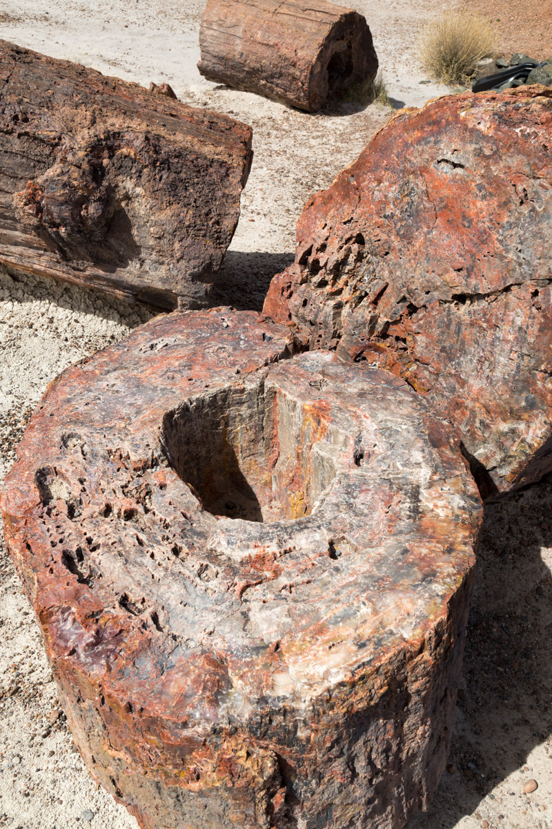 Petrified Forest NP-6240