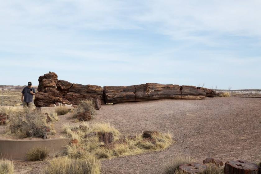 Petrified Forest NP-6251