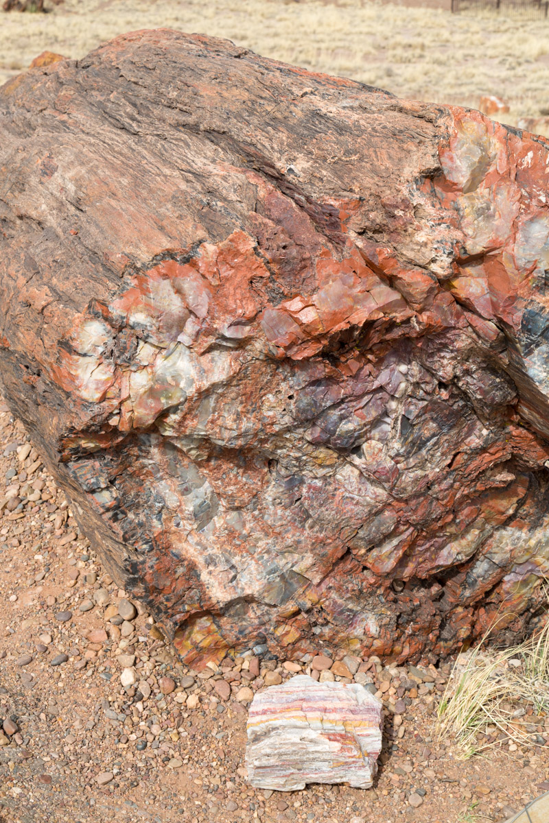 Petrified Forest NP-6255