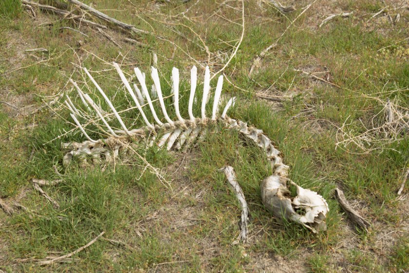 Paradise Valley-6726