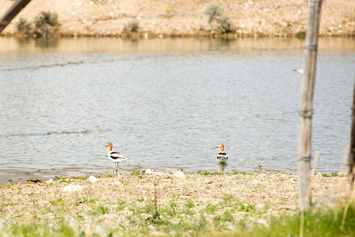 Paradise Valley-6732