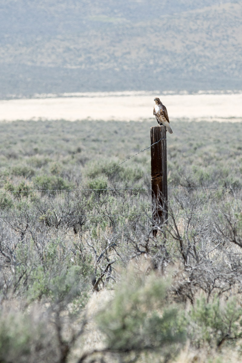 Paradise Valley-6782