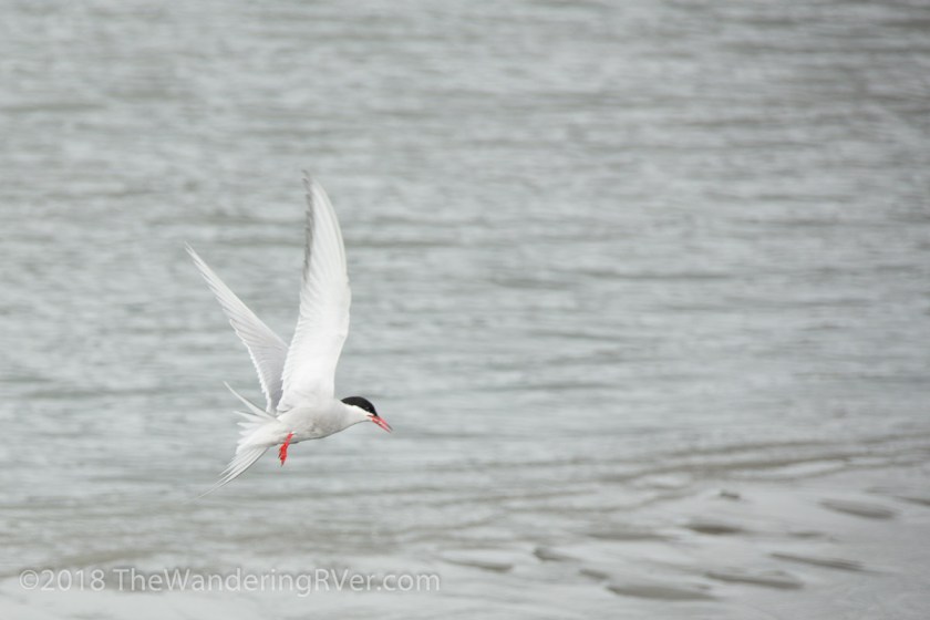 Drive From Anchorage-7315